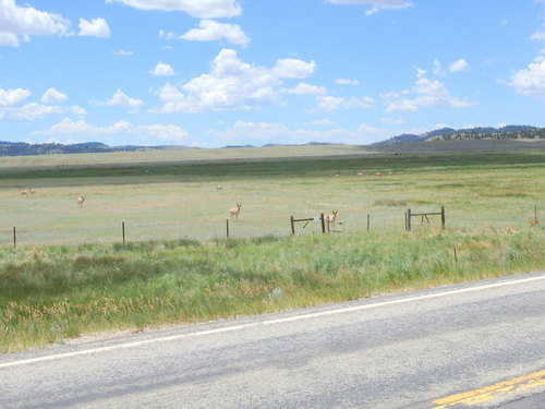 GDMBR: Antelope with fawns.